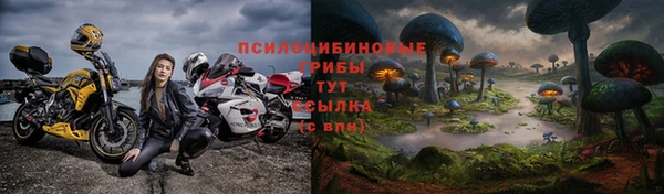 стаф Аркадак